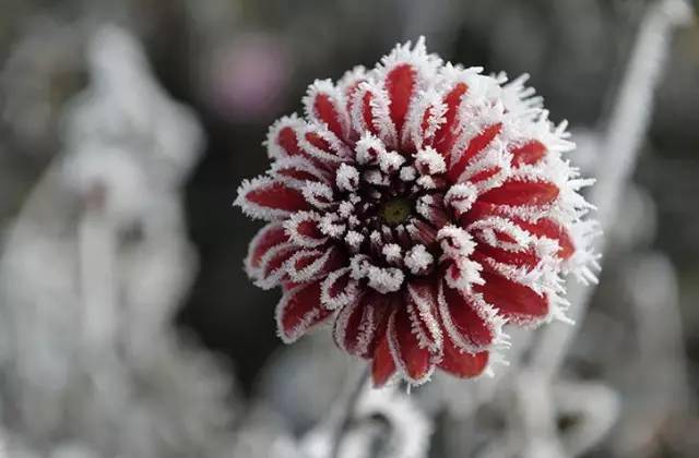 冬天开的常见的花图片图片