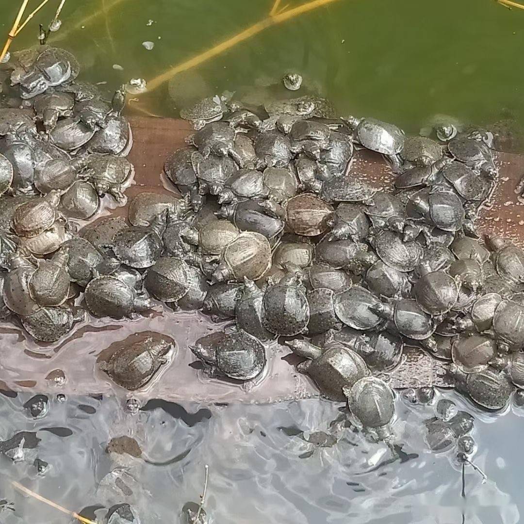 江苏镇江稻田生态养鳖技术要点