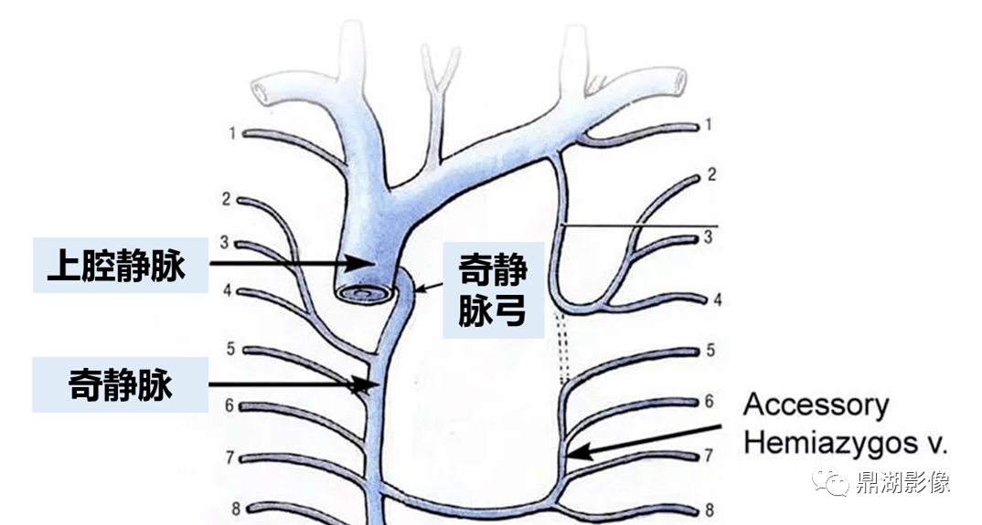 腘静脉走行解剖图图片