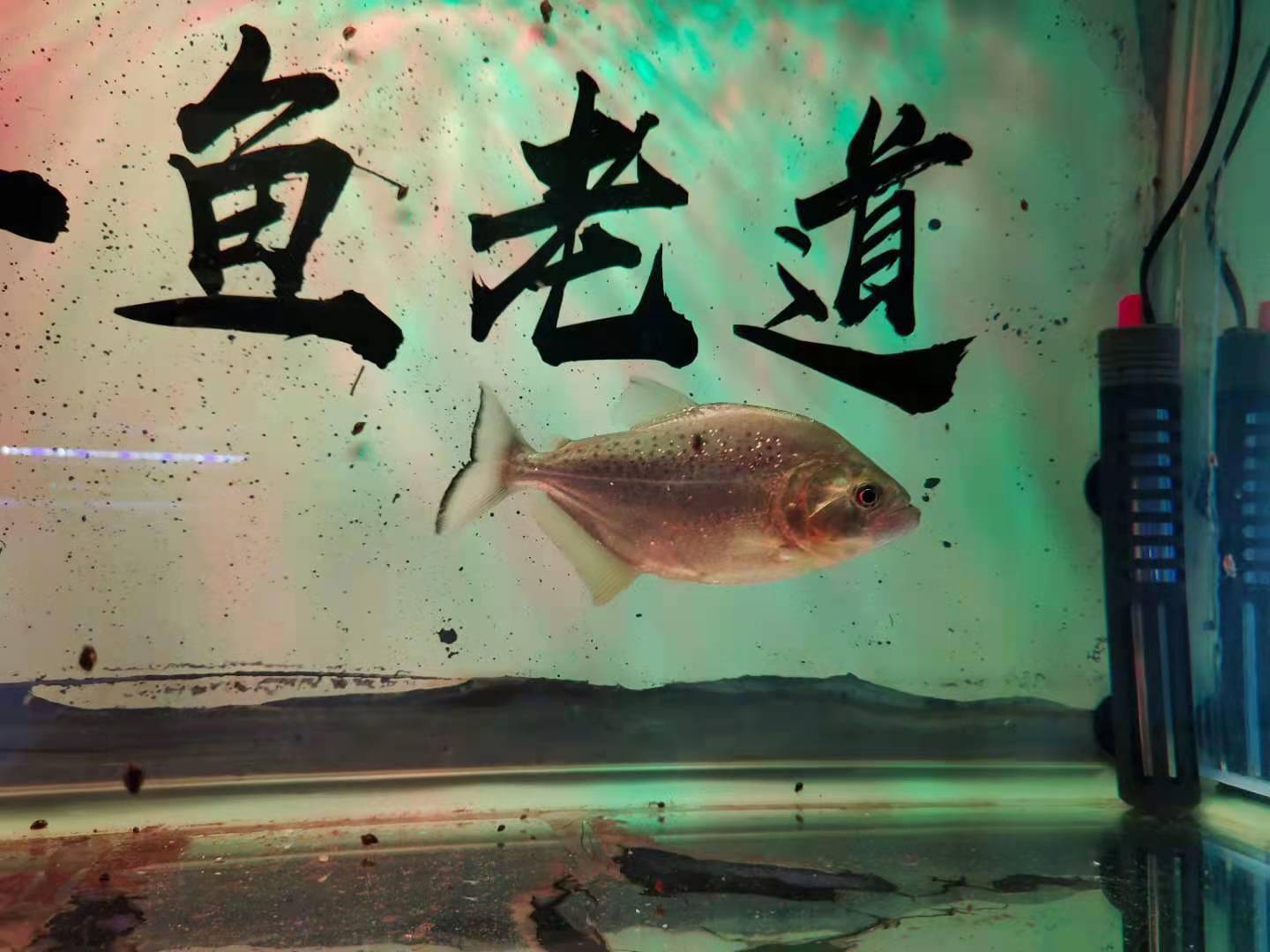 怎么养鱼才不会被发现 74ccce9f4ae940ae97aa1872c1931612.jpeg