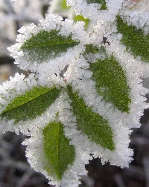 冬日最美雪绒花