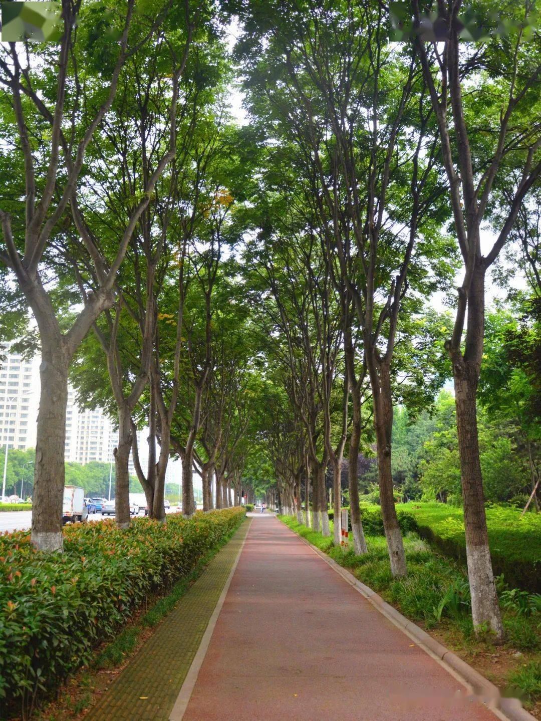 文明视角一枝一叶皆风景日照行道树的四季之美