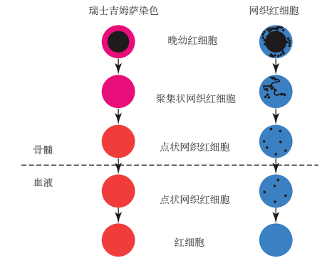 血细胞发育演变规律图图片