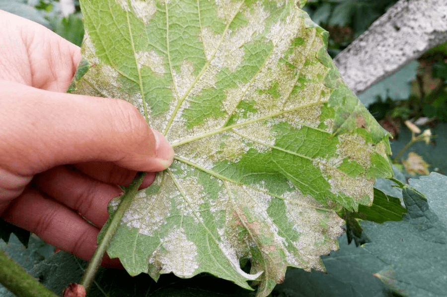赣南种植葡萄霜霉病预防胜于治疗发病千万别拖