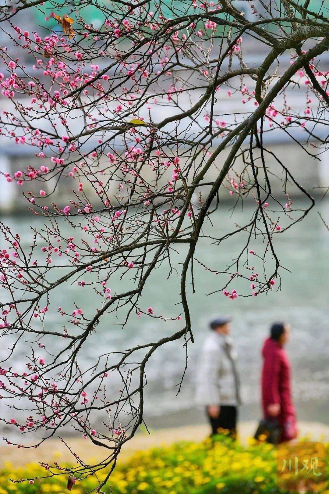 花海|樱花开了！成都冬日花海～