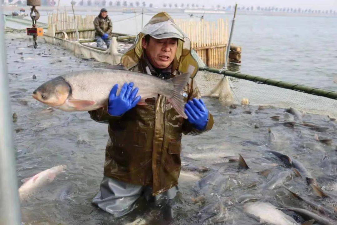 八里河冬捕开网!_颍上_大湖_认证