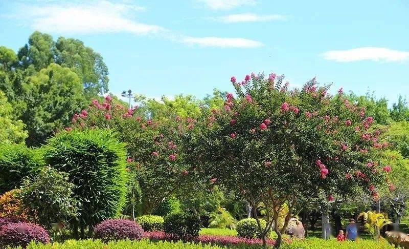 「美丽罗定」罗定市政广场:环境优美,绿意盎然_来源_黄译仪_jpbl@jp