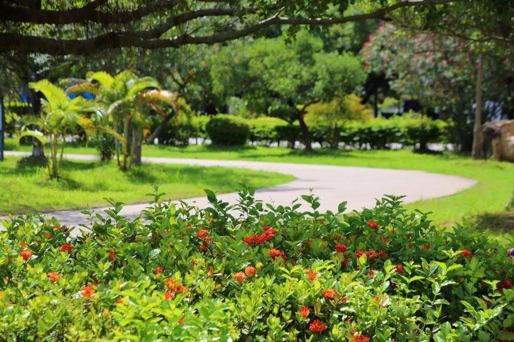 美丽罗定罗定市政广场环境优美绿意盎然