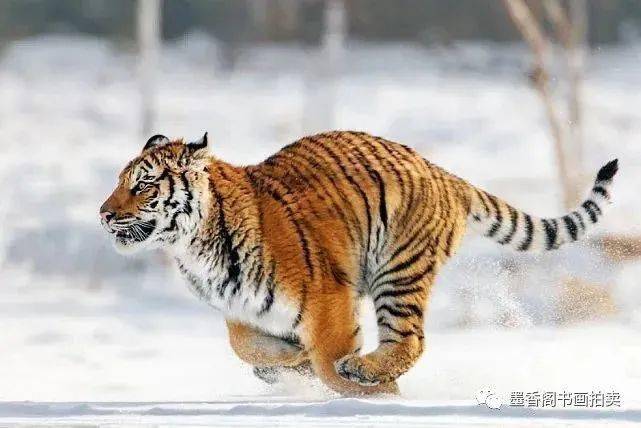 大龙31岁什么命格 31岁大龙命格启示录：中年困局竟是人生转机密码