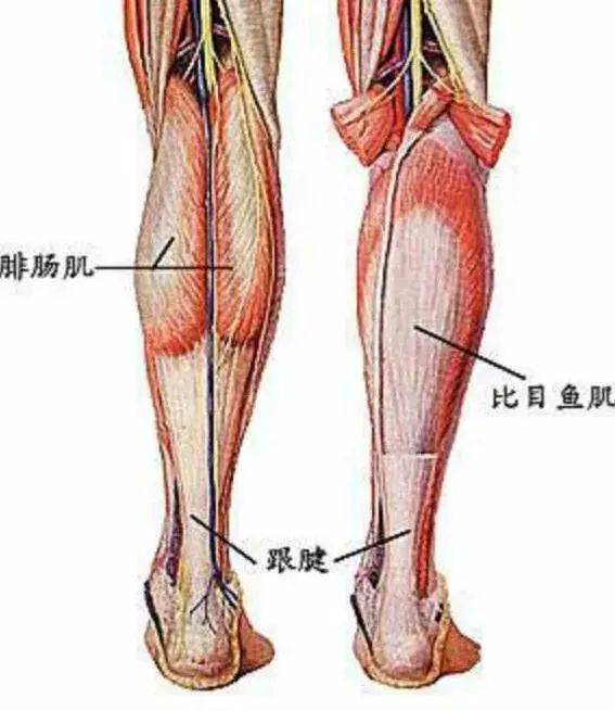 怎么才能让小腿不外翻 39accfb55f04469e97dfc71c3ef815a7.jpeg