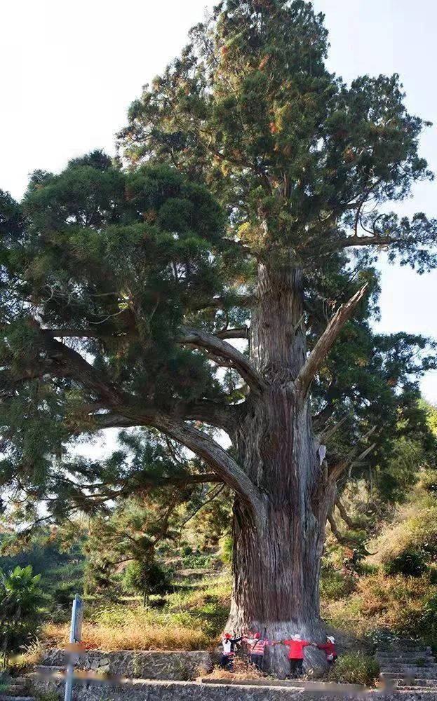 游在闽北四万古树藏闽北千载绿意引客来这些树王你都见过几个
