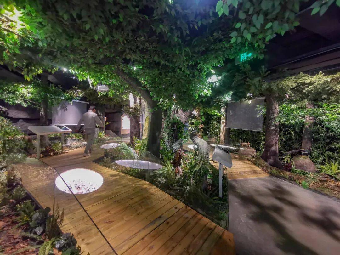 揭秘动物王国近千平生物标本馆正式落成就在高新区这所学校里