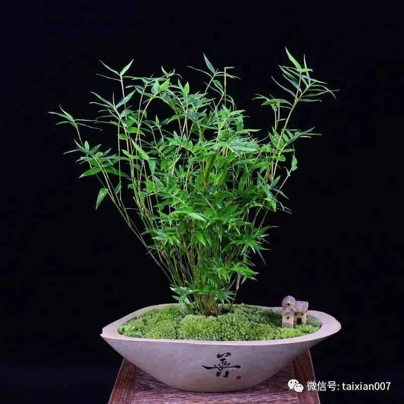 米竹的养殖方法和注意事项_竹喜光_养护_植株