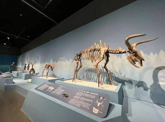 化石|260万年前的大连古生物化石去杭州了