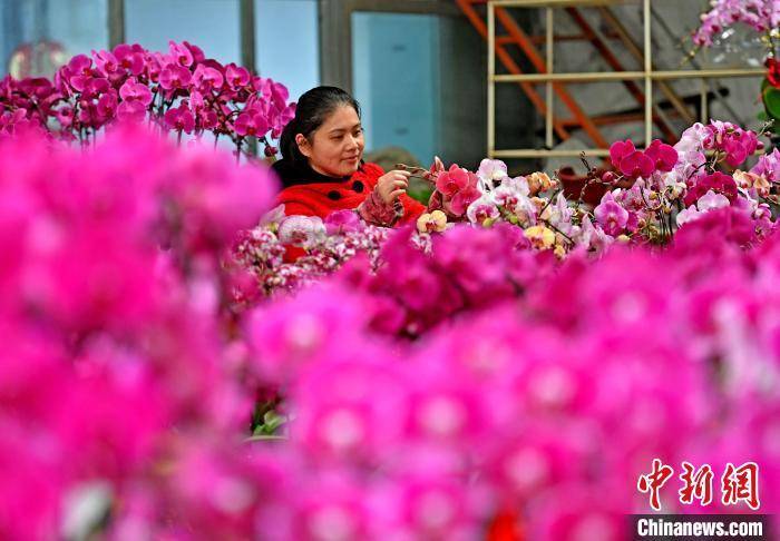 山腰街道|福建泉港：百花争艳年味浓