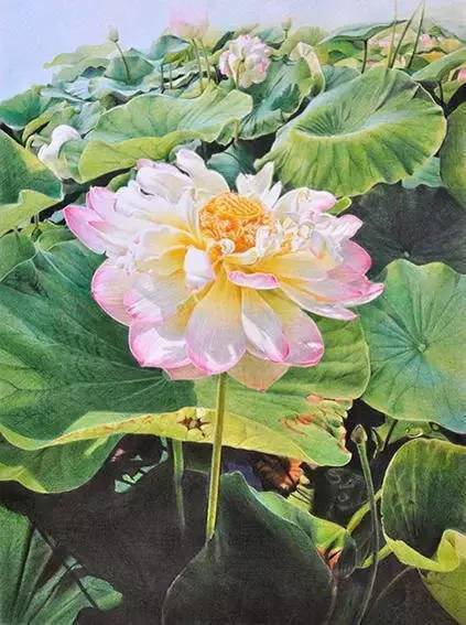 彩铅画还可以这么细腻不敢相信