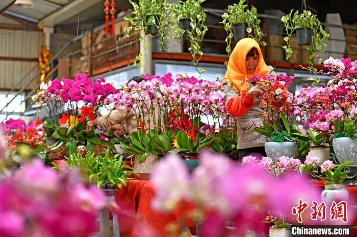 山腰街道|福建泉港：百花争艳年味浓