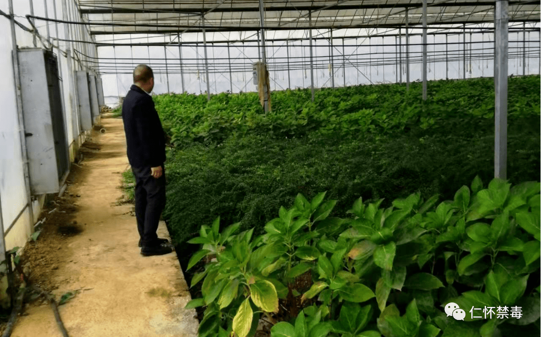 田间地头,大棚种植园地等定期巡查,对有可能滋生种植毒品原植物的重点