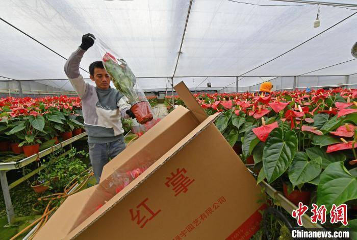 山腰街道|福建泉港：百花争艳年味浓