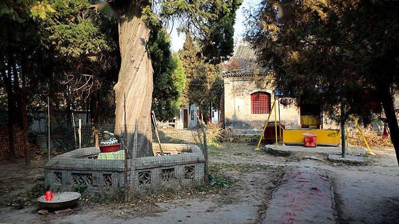 淮阳四通镇境内有座古寺古寺内有两棵奇特的古树