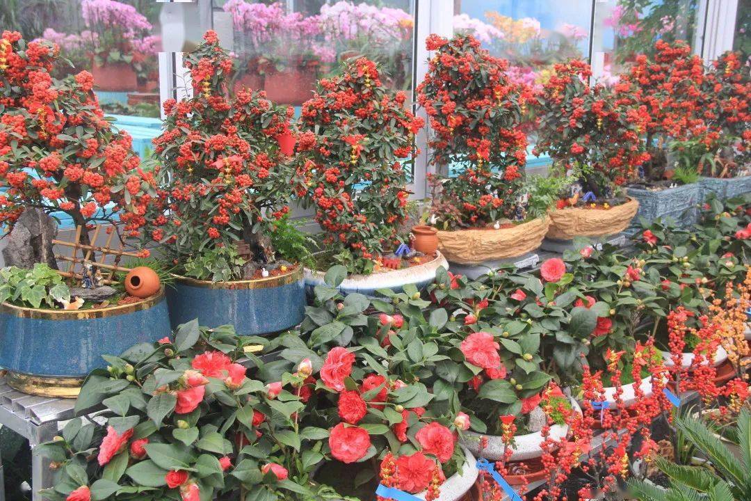 年宵花来夏溪花木市场添置年宵花观果植物推荐