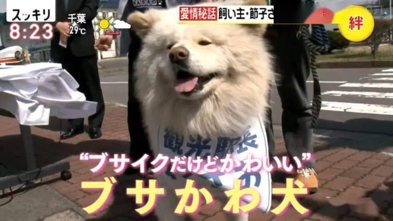 从弃犬一跃成为青森狗明星 丑萌的秋田犬wasao的一生 节子 老奶奶 Tsubaki