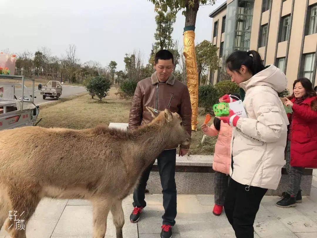 麋鹿|花里大丰，龙腾虎跃！春节活动抢先看！