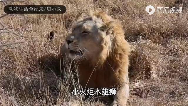 火炬木雄狮:向北流浪,偶遇瘸腿雄狮小布,可否结盟,共闯天涯_雄狮_北流