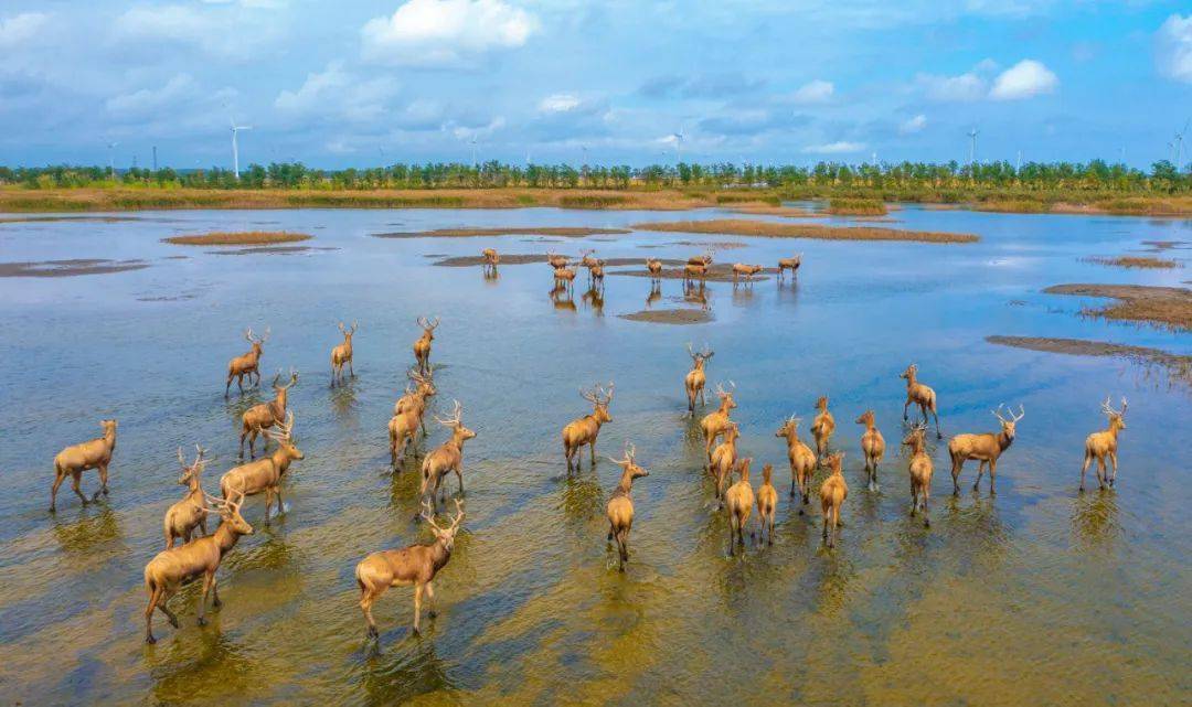 盐城:中华麋鹿园新四军纪念馆国家级珍禽自然保护区江苏大丰中华麋鹿