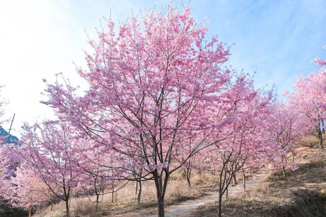 动物森林 · "樱"你而来|大田仙居山樱花盛放在即!