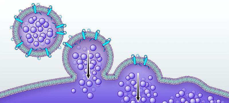 或可靶向多种器官丨专家解读_entos_载体_疾病