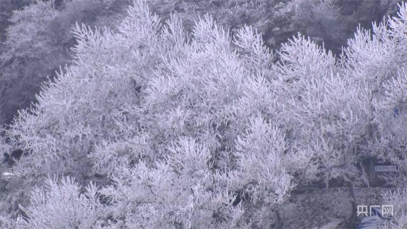 庐山|冬日美景|庐山雪景旖旎迎客来