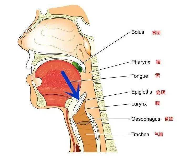 食物进入鼻腔内怎么办 eede3769f6d940b19200502e38d079c8.jpeg