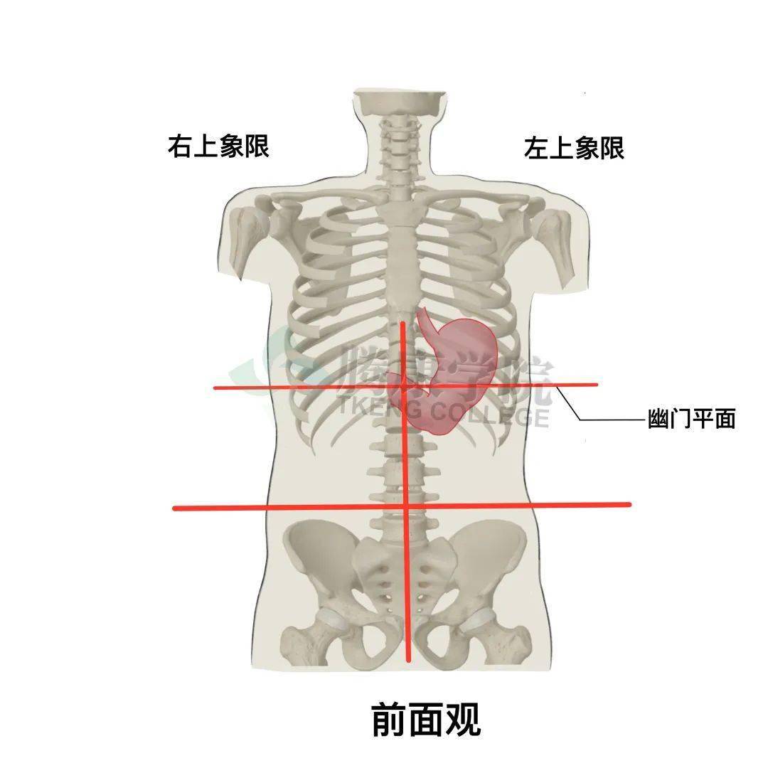胃的准确位置图片