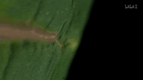 回归又是9.9！全球「第一美」，夸就完了！