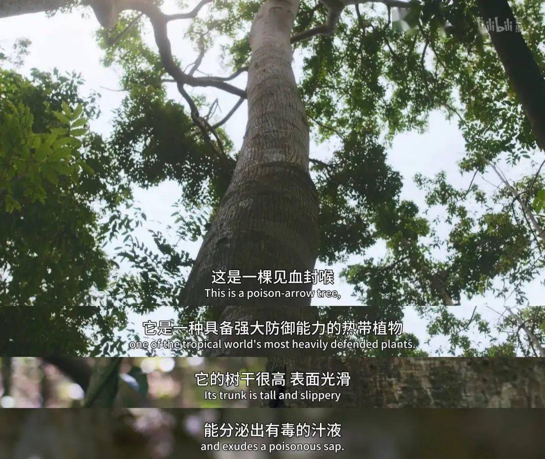 回归又是9.9！全球「第一美」，夸就完了！