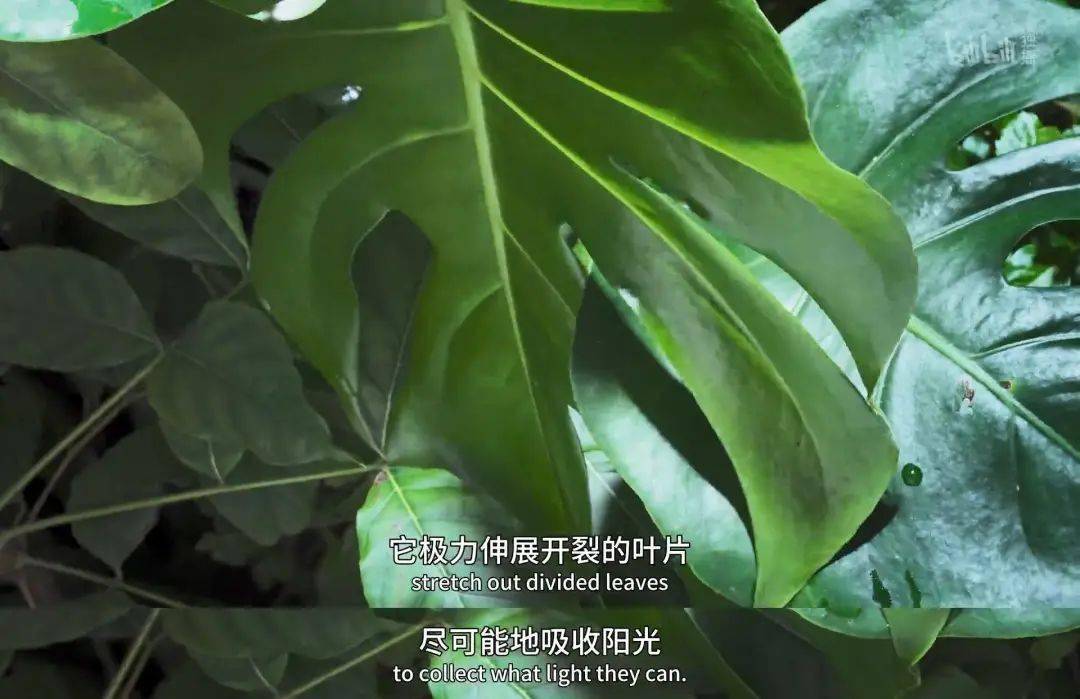 回归又是9.9！全球「第一美」，夸就完了！