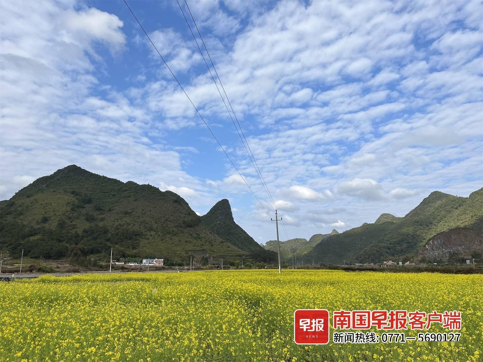冬日赏花正当时 格桑花 油菜花迎冬绽放 赏花期将持续到春节后 市民 南宁市 上林县
