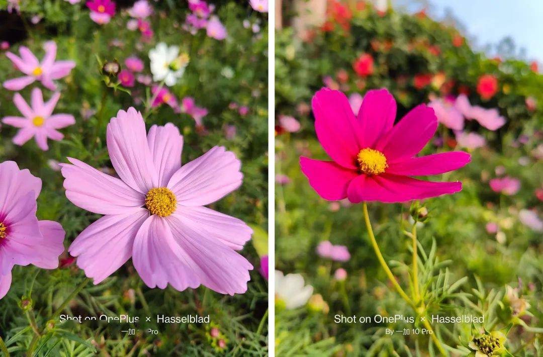 一加 10 Pro 测评：第二代哈苏影像挺强，但不是重点