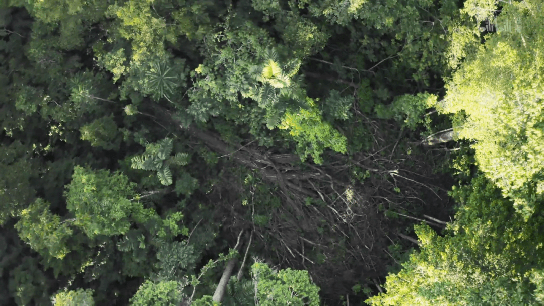 回归又是9.9！全球「第一美」，夸就完了！