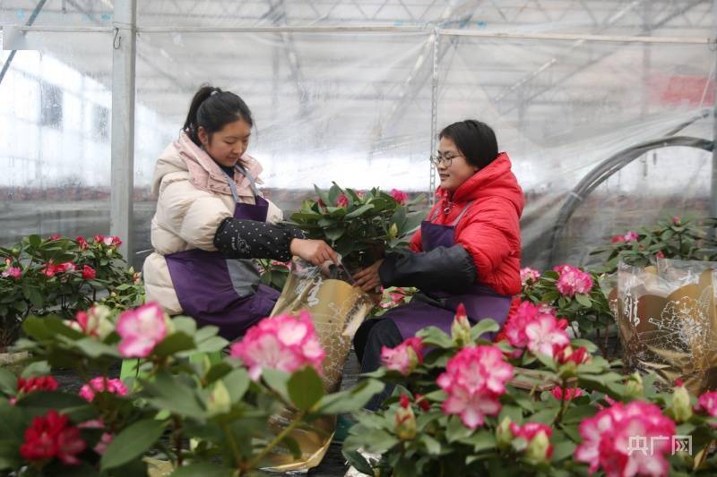 贵州|贵州百里杜鹃：杜鹃花走俏春节市场