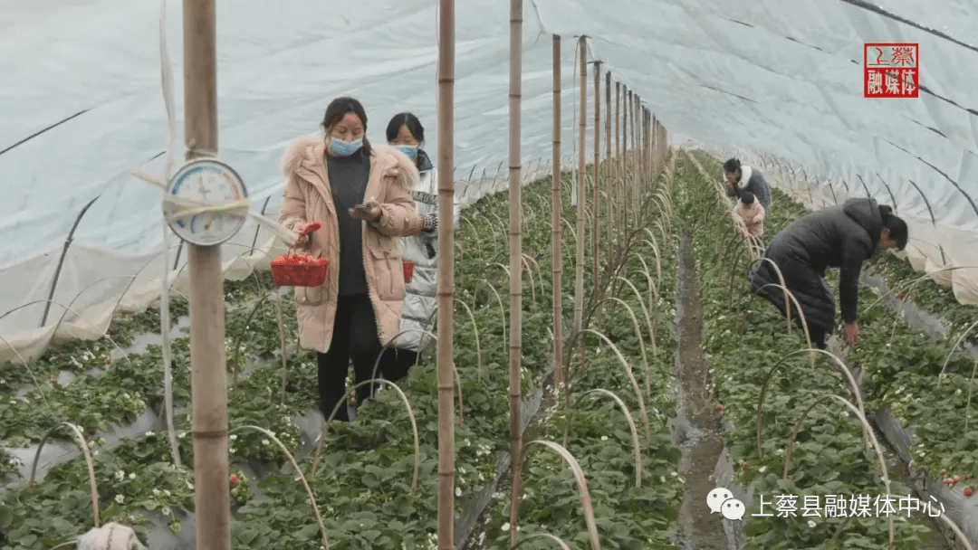 臨近歲末,在上蔡縣齊海鄉智慧草莓園,記者看到,前來體驗採摘的遊客提