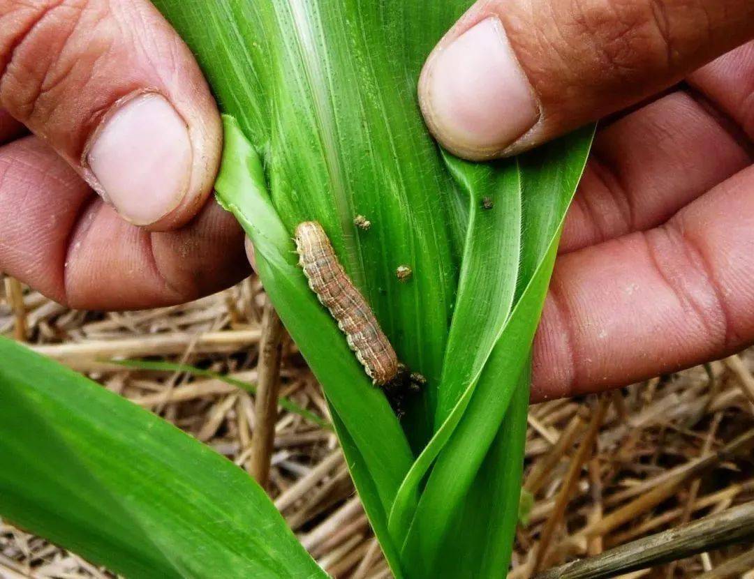 2022年全国玉米病虫害发生趋势预报及其防治措施