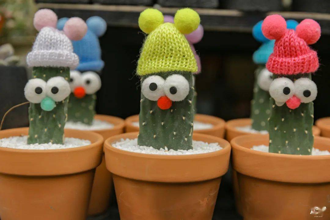 深圳藏在地铁口的花卉市场,要火!_中心_盆栽_鲜花