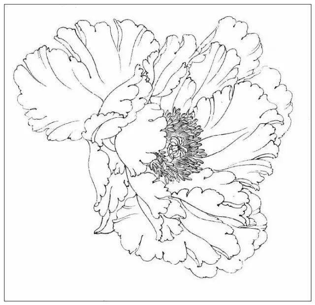 技法图示讲解工笔牡丹的白描画法学会就可以来构思自已的牡丹作品了