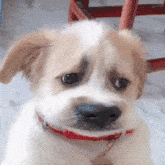 你们的表情包大户上线了快来存图