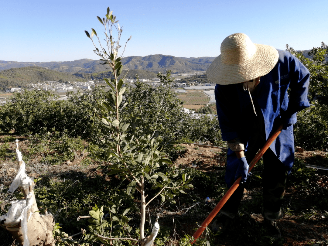 【新春走基层】石屏:万亩特早熟杨梅待丰收_坝心镇_种植区_沐森