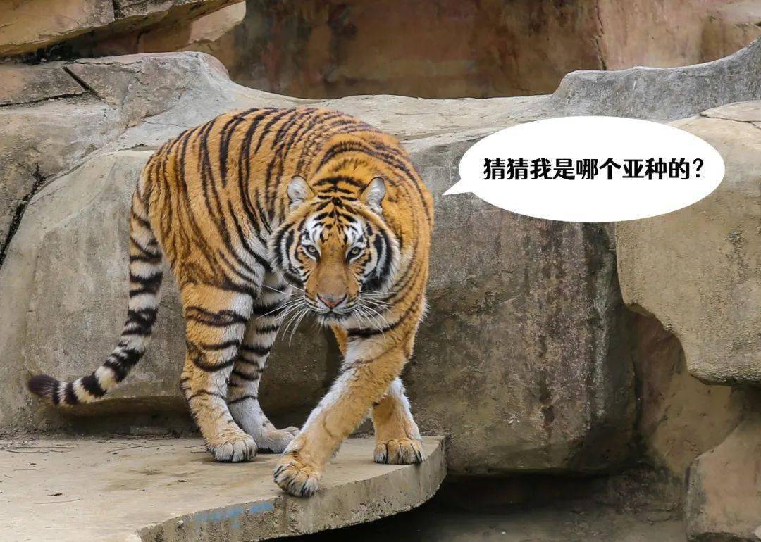 動物園的老虎上樹啦!_亞種_give_無錫