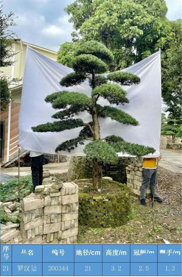 馬後花園1822公分精品國產羅漢松直杆工程樹