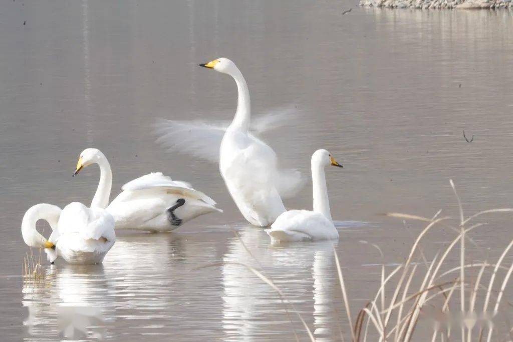 春松翩若惊鸿婉若游龙螓首娥眉巧笑倩美领如蝤蛴齿如瓠犀手如柔荑肤